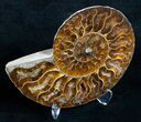 Beautiful Split Ammonite (Half) #5652-2